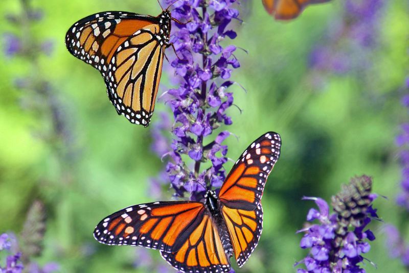 Biodiversidad: así afecta la actividad a la naturaleza