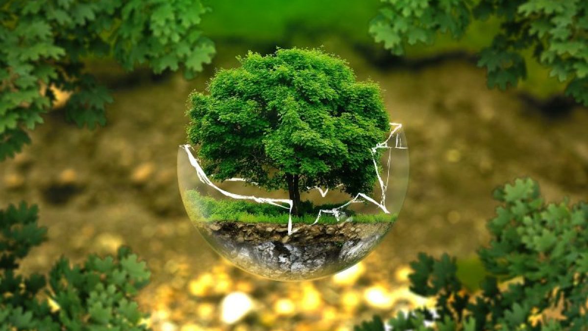 Día del Árbol: ¿por qué celebrar este día? | Manos Verdes®