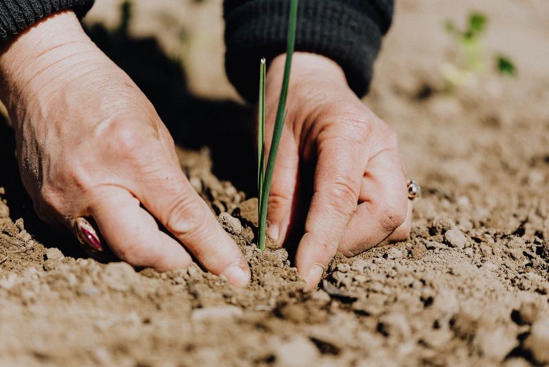 Deforestación: datos y acciones para prevenirla