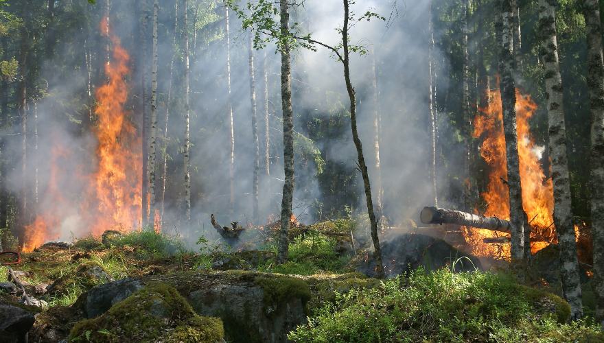 Causas de los incendios forestales