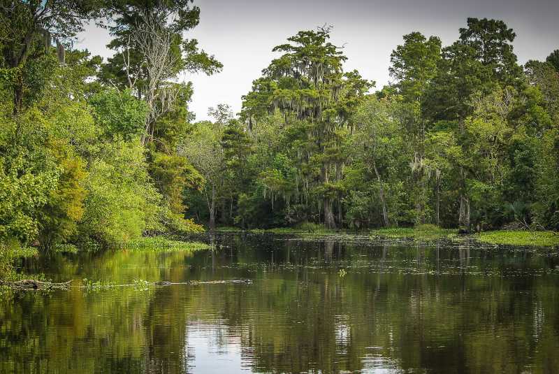 Qué son y para qué sirven los humedales de Colombia