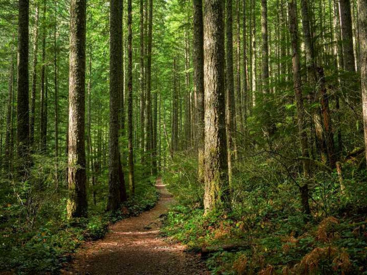 Qué es sobreexplotación de recursos naturales | Manos Verdes Qué es sobreexplotación de recursos naturales | Manos Verdes