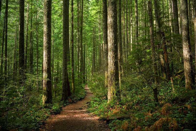 Sobreexplotación de recursos naturales afecta la vida